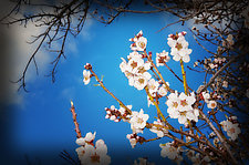 Cherry Blossoms by Lori Pond (Color Photograph)