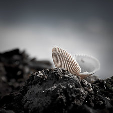 Clamshell on Beach Rocks #1 by Steven Keller (Color Photograph)