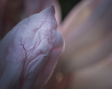 Emerging Rhododendron No.4 by Steven Keller (Color Photograph)