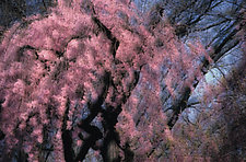 Spring Montage II by Patricia Garbarini (Color Photograph)