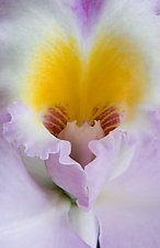 Orchid Heart by Patricia Garbarini (Color Photograph)
