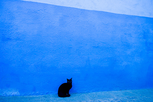 Black Cat, Blue Wall, Morocco