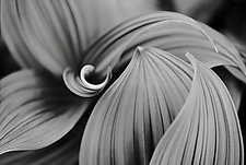 Husk Lilly 1, Canada by Jed Share (Black & White Photograph)