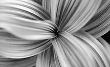 Husk Lilly 2, Canada by Jed Share (Black & White Photograph)
