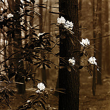 Forest Flowers by Joel Anderson (Black & White Photograph)