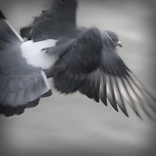 Rock Dove in Flight 1 by Steven Keller (Color Photograph)