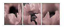 Triptych of Oriental Poppy 1 by Steven Keller (Color Photograph)