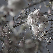Budding Cherry Blossom #3 by Steven Keller (Color Photograph)