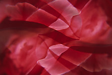 Montage: Crimson Flow by Patricia Garbarini (Color Photograph)
