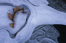 Ice Beauty I by Patricia Garbarini (Color Photograph)