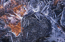 Ice Beauty II by Patricia Garbarini (Color Photograph)