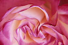 Floral Essence I by Patricia Garbarini (Color Photograph)