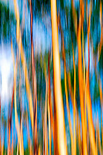Aspen Trees by Lori Pond (Color Photograph)