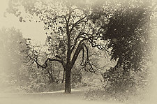 Central Park by Lori Pond (Black & White Photograph)