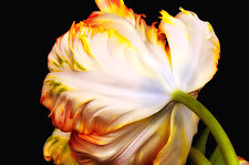 Shy Tulip by Lori Pond (Color Photograph)
