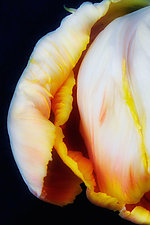 Tulip Detail by Lori Pond (Color Photograph)