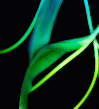 Tulip Stems by Lori Pond (Color Photograph)