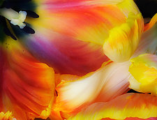 Tulip Wave by Lori Pond (Color Photograph)
