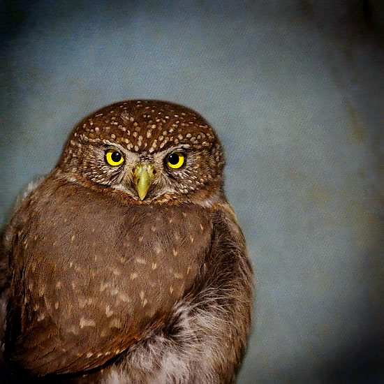 Song of a Northern Pygmy Owl II by Yuko Ishii (Color Photograph) | Artful Home