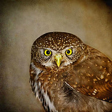 Song of a Northern Pygmy Owl III by Yuko Ishii (Color Photograph)