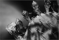 Cactus Bloom by Geri Brown (Black & White Photograph)