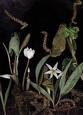 Bloodroot Diorama by Lisa A. Frank (Color Photograph)