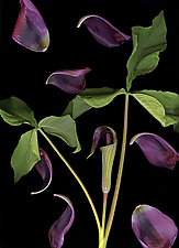 Jack-in-the-Pulpit with Tulip Petals II by Lisa A. Frank (Color Photograph)