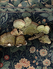 Mushrooms on Textile by Lisa A. Frank (Color Photograph)