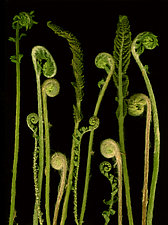 Fiddleheads by Lisa A. Frank (Color Photograph)