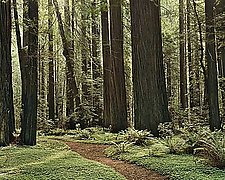 Redwoods by Will Connor (Color Photograph)