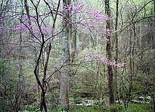 Redbud by Will Connor (Color Photograph)