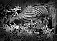 Reclining Hosta Leaf by Russ Martin (Black & White Photograph)