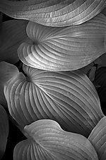 Four Leaves by Russ Martin (Black & White Photograph)