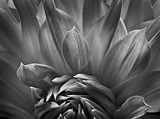 Dark Dahlia by Russ Martin (Black & White Photograph)