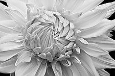 Overlapping Petals by Russ Martin (Black & White Photograph)