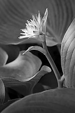 New Flower by Russ Martin (Black & White Photograph)