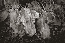 Wilted Hosta Leaves by Russ Martin (Black & White Photograph)
