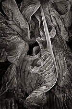 Rococo Leaf by Russ Martin (Black & White Photograph)
