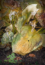 Wilted Hosta Group by Russ Martin (Color Photograph)