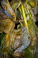 Baroque Wilted Hosta Leaf by Russ Martin (Color Photograph)