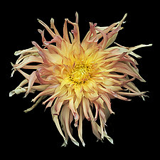 Orange and Pink Dahlia by Russ Martin (Color Photograph)