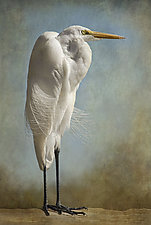 The Royal Egret by Melinda Moore (Color Photograph)