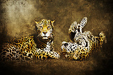 Jaguar Love by Melinda Moore (Color Photograph)