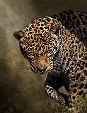 On The Prowl by Melinda Moore (Color Photograph)