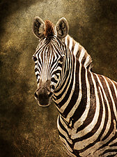 Zebra Portrait by Melinda Moore (Color Photograph)