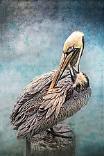 Pelican Preening by Melinda Moore (Color Photograph)