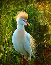 Crowned Cattle Egret by Melinda Moore (Color Photograph)