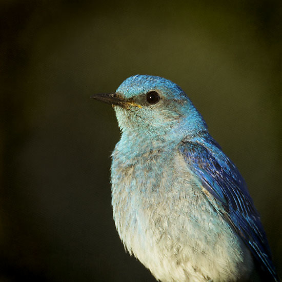 Song of a Mountain Bluebird X by Yuko Ishii (Color Photograph) | Artful Home