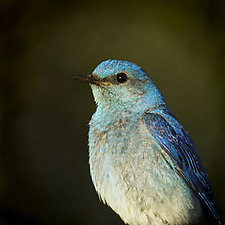 Song of a Mountain Bluebird X by Yuko Ishii (Color Photograph)