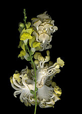 Market Mushrooms with Snapdragon by Lisa A. Frank (Color Photograph)